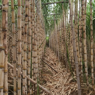 3米高10斤重台湾白甘蔗