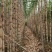 3米高10斤重台湾白甘蔗