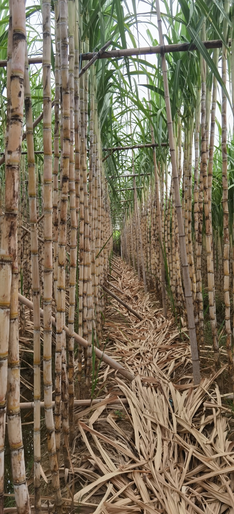 3米高10斤重台湾白甘蔗