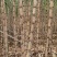 3米高10斤重台湾白甘蔗