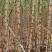 3米高10斤重台湾白甘蔗