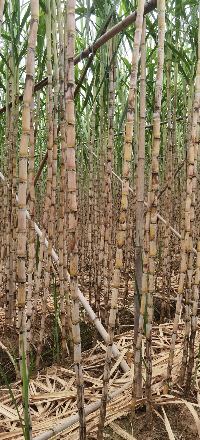 3米高10斤重台湾白甘蔗
