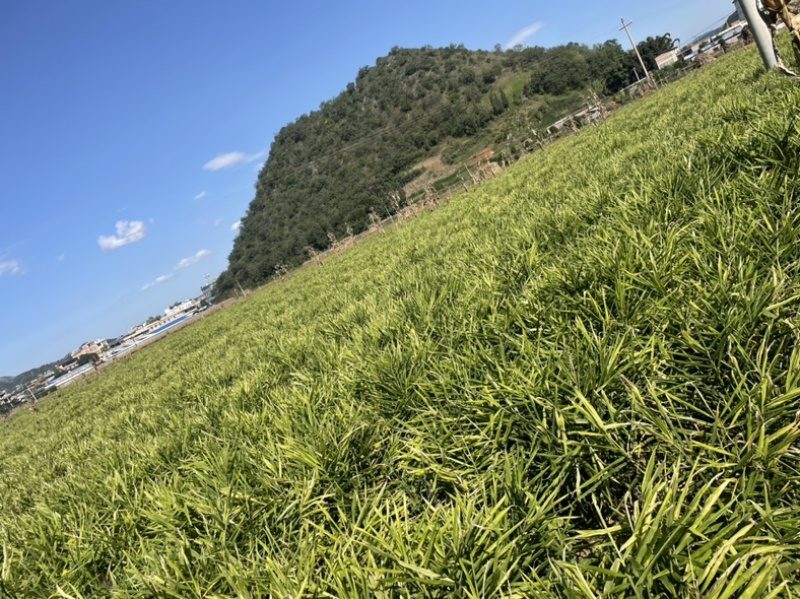 生姜小黄姜大量出货保质保量视频看货