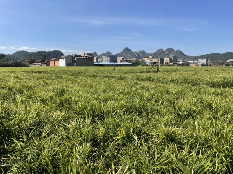 生姜小黄姜大量出货保质保量视频看货