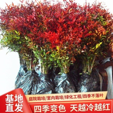 南天竹树苗红天竺盆栽红天竹苗火焰红叶植物观叶庭院耐寒绿化