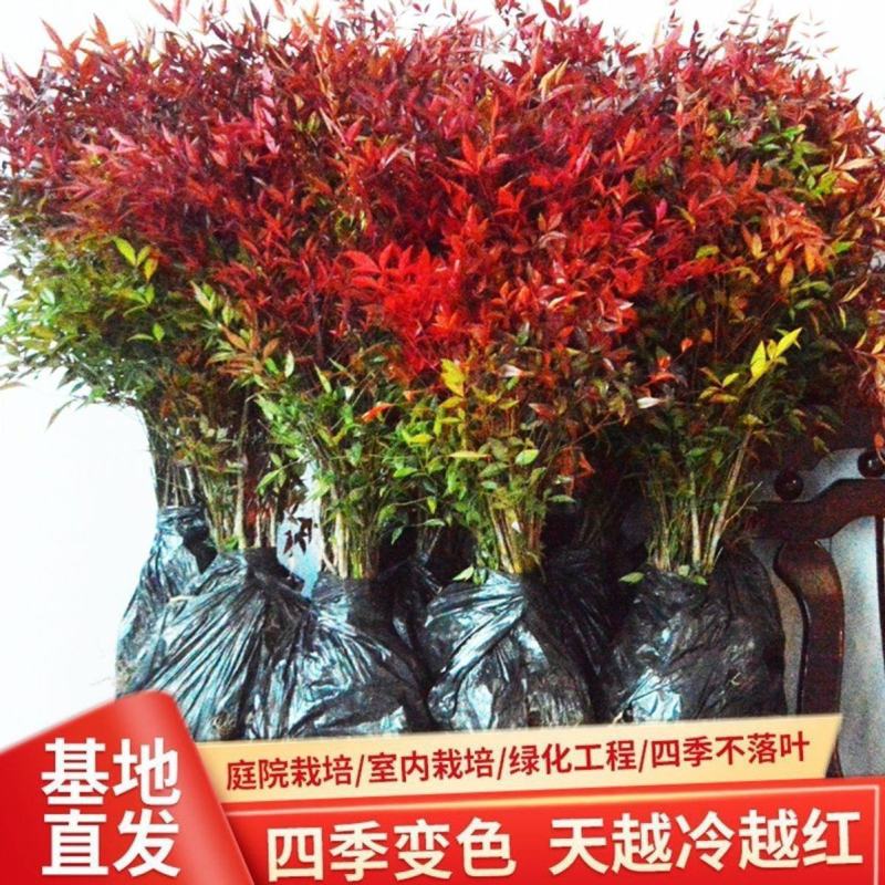 南天竹树苗红天竺盆栽红天竹苗火焰红叶植物观叶庭院耐寒绿化