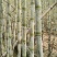 清脆爽甜台湾白甘蔗