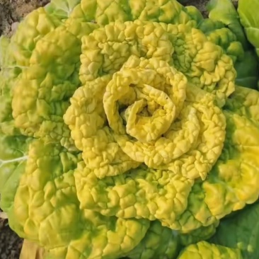 精品黄心乌塌菜大量上市大棚黄心菜价格实惠一手货源