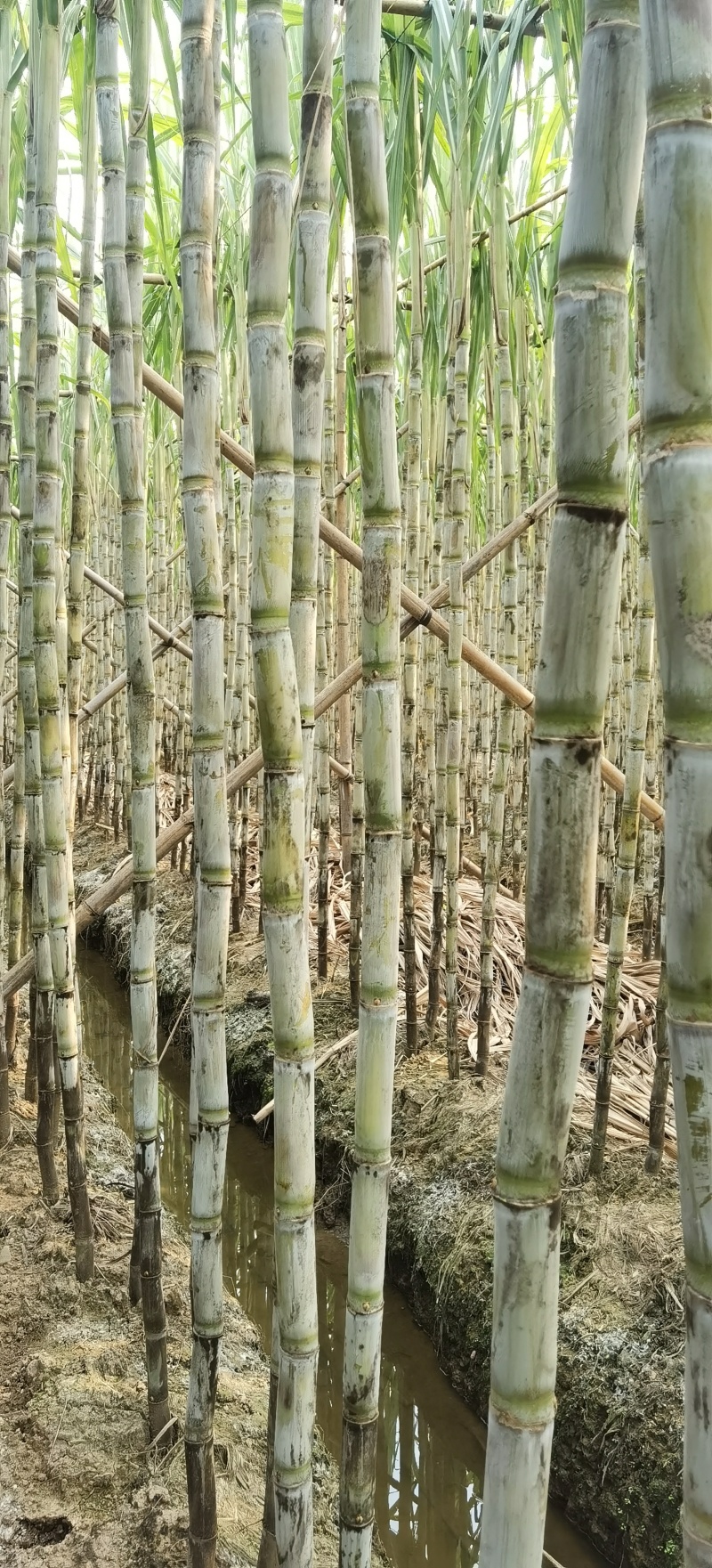 清脆爽甜台湾白甘蔗