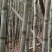 清脆爽甜台湾白甘蔗