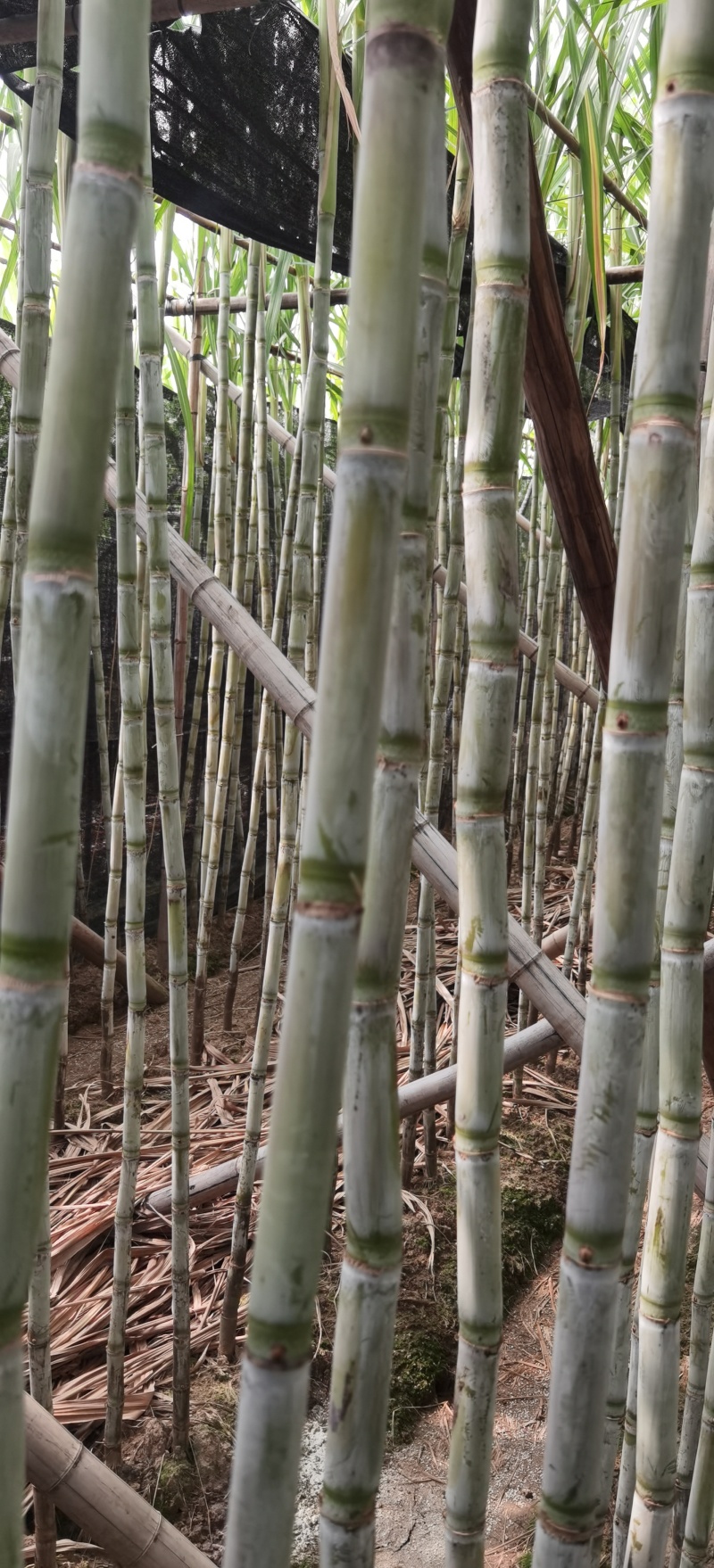 清脆爽甜台湾白甘蔗