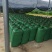 青贮橡草巨菌草大量供应广东基地直发质量保证全国发货