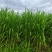 青贮橡草巨菌草大量供应广东基地直发质量保证全国发货