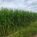 青贮橡草巨菌草大量供应广东基地直发质量保证全国发货