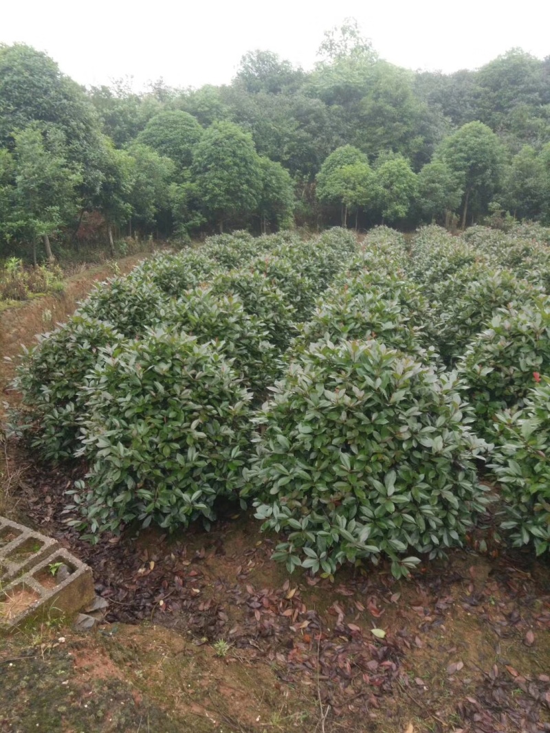 红叶石楠球城市花坛布景校园绿化园林工程球形小苗木庭院造型