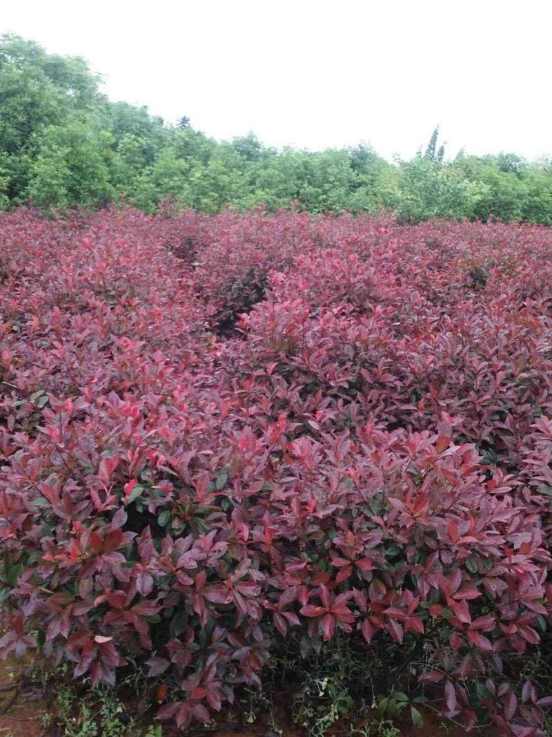 红叶石楠球城市花坛布景校园绿化园林工程球形小苗木庭院造型