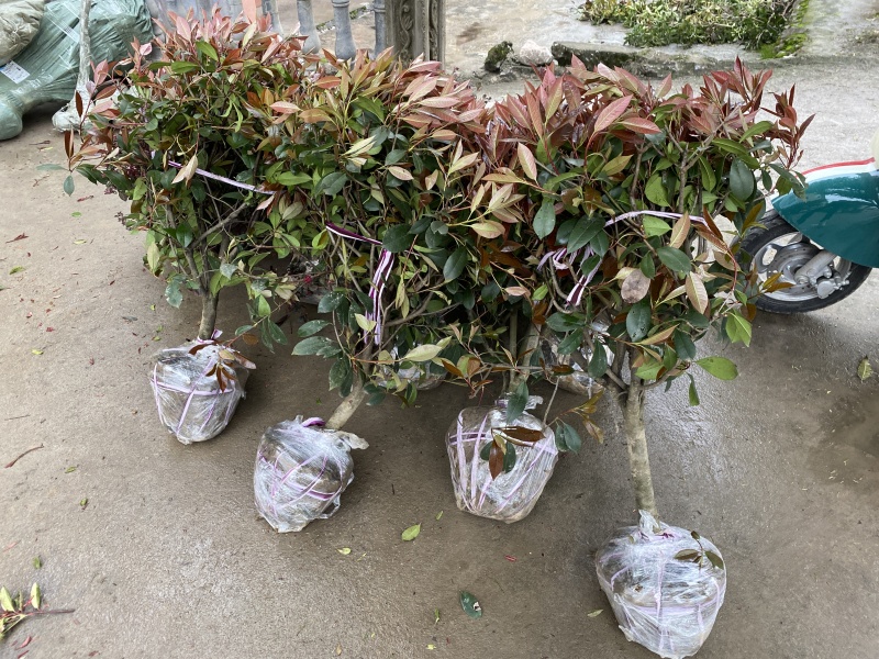 红叶石楠球城市花坛布景校园绿化园林工程球形小苗木庭院造型