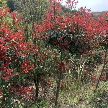 现挖包邮红叶石楠树高杆大树造型庭院园林绿化苗工程室外常青