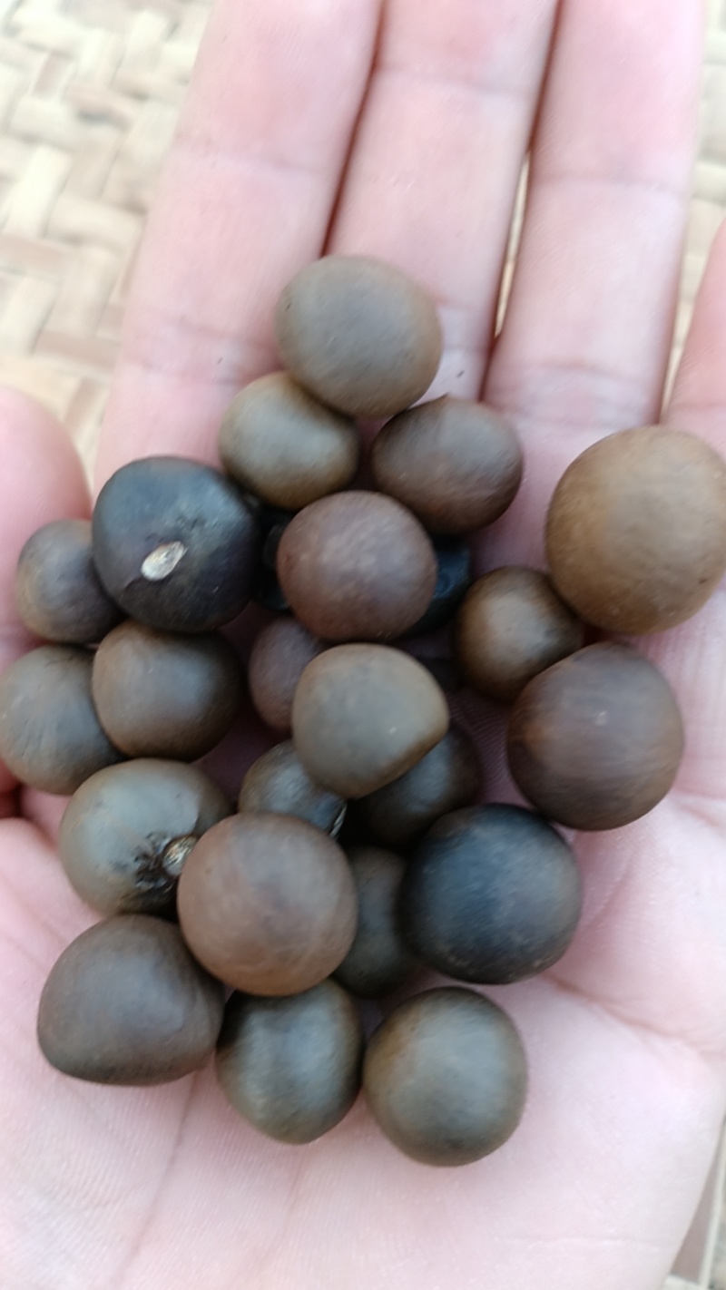 茶叶种子