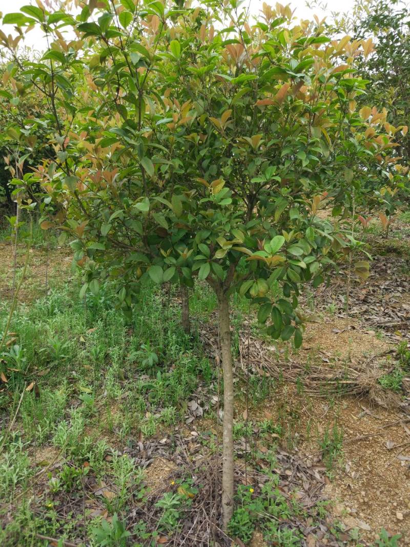 地栽四季桂大型桂花树庭院月月桂开花型花卉常青植物盆景室内