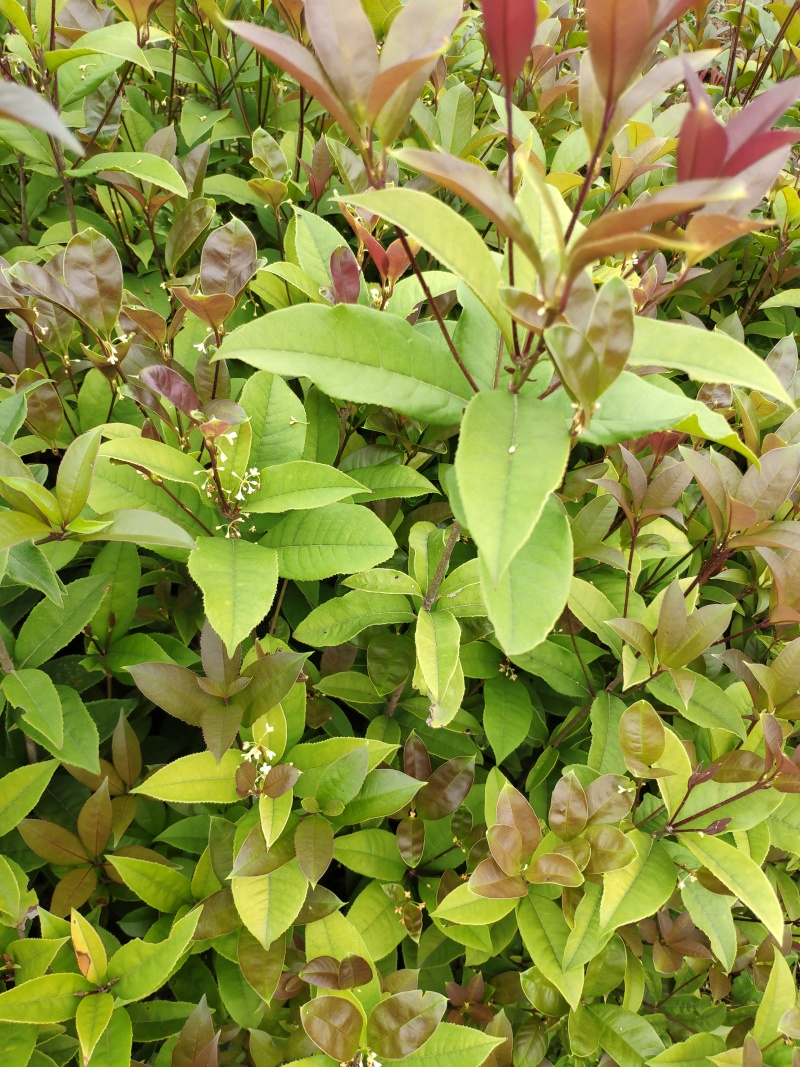 地栽四季桂大型桂花树庭院月月桂开花型花卉常青植物盆景室内
