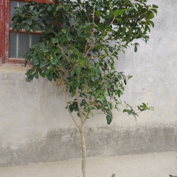 地栽四季桂大型桂花树庭院月月桂开花型花卉常青植物盆景室内