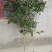 地栽四季桂大型桂花树庭院月月桂开花型花卉常青植物盆景室内