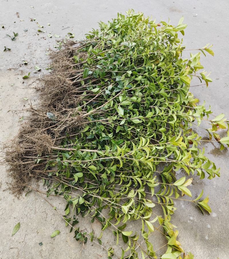 产地直发四季桂桂花树苗庭院花坛月月桂盆栽花卉小绿植浓香型