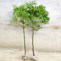 香樟树庭院绿化植物带土大叶大型工程四季常青驱蚊南北方种植