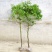 香樟树庭院绿化植物带土大叶大型工程四季常青驱蚊南北方种植
