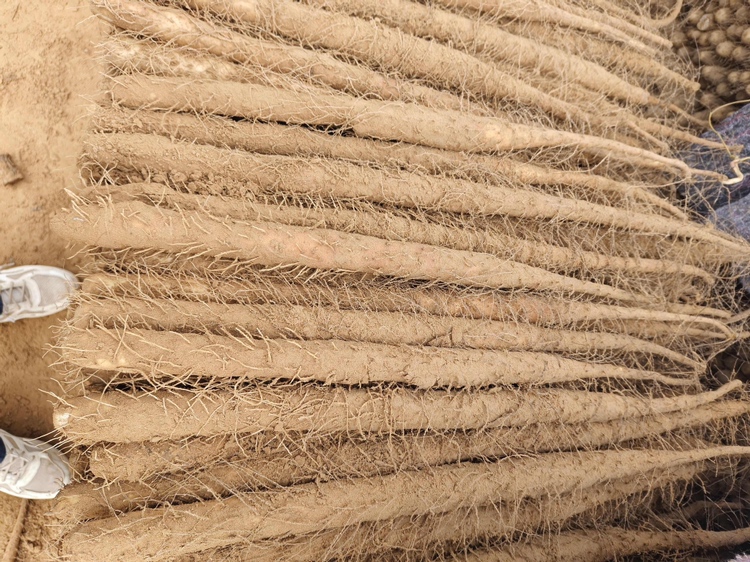 百合与山药搭配,营养互补,适合脾胃虚弱人群 百合与山药搭配