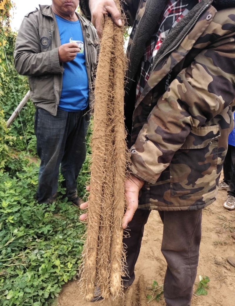 棒山药河南双棒山药二三路规格齐全，货源足