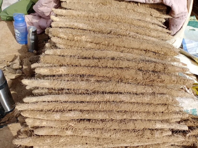 棒山药河南双棒山药二三路规格齐全，货源足