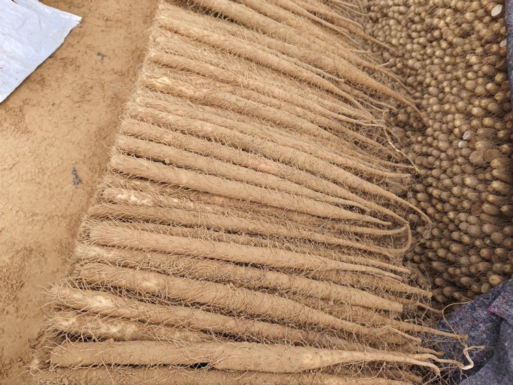 双棒山药的植株形态,展示其两根并行生长的地下茎 双棒山药的植株形态