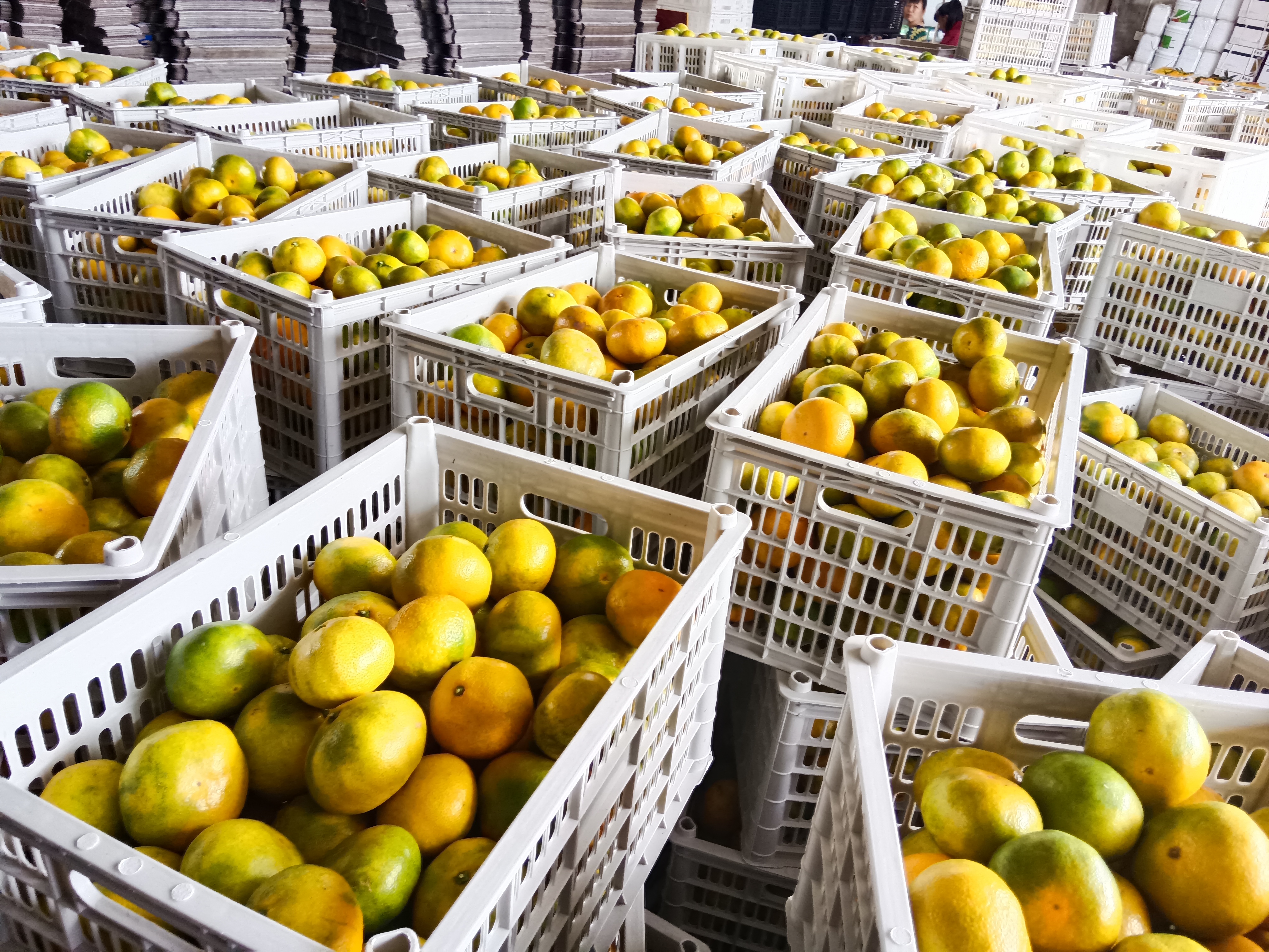 展示多款便携式柑桔测糖仪,包括手持式和台式设备 柑桔测糖仪产品展示图