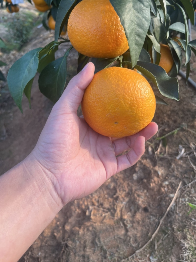 湖北宜昌各种橙子爱媛橙等大量上市需要的老板联系我