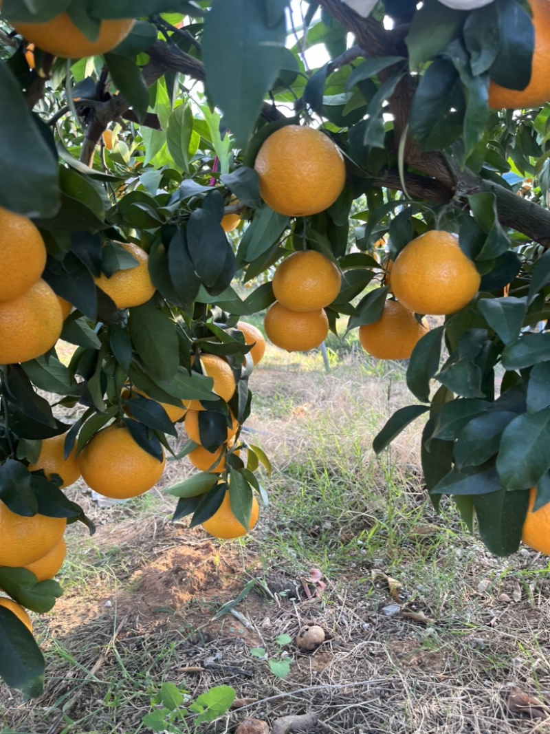 湖北宜昌各种橙子爱媛橙等大量上市需要的老板联系我