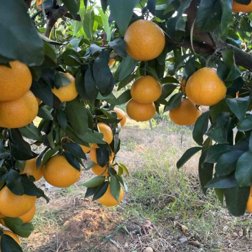 湖北宜昌各种橙子爱媛橙等大量上市需要的老板联系我
