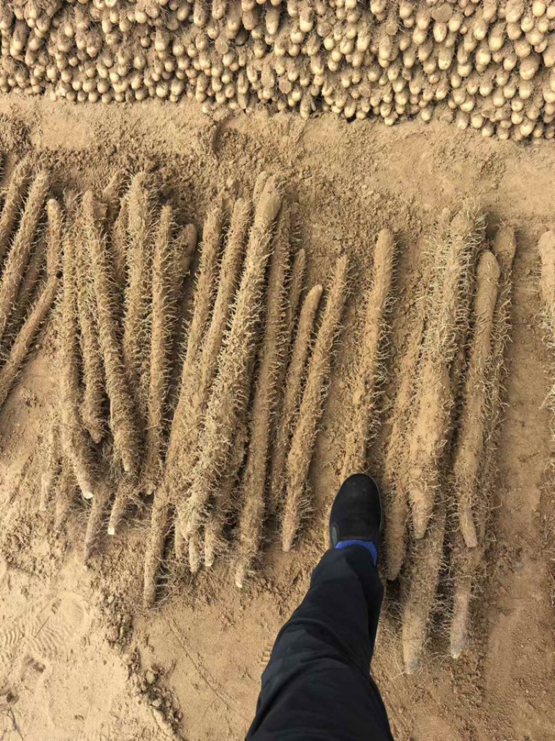 河南安阳优质麻山药产地直发品质保证欢迎选购