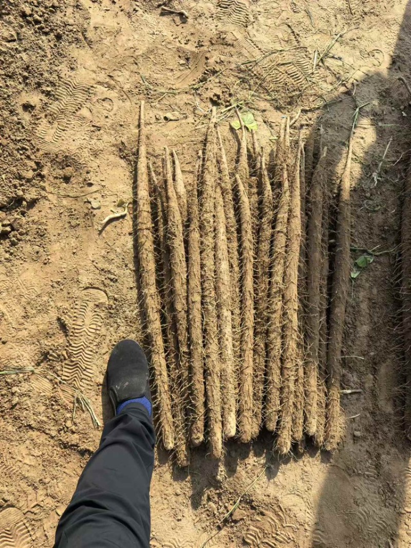 河南安阳优质麻山药产地直发品质保证欢迎选购