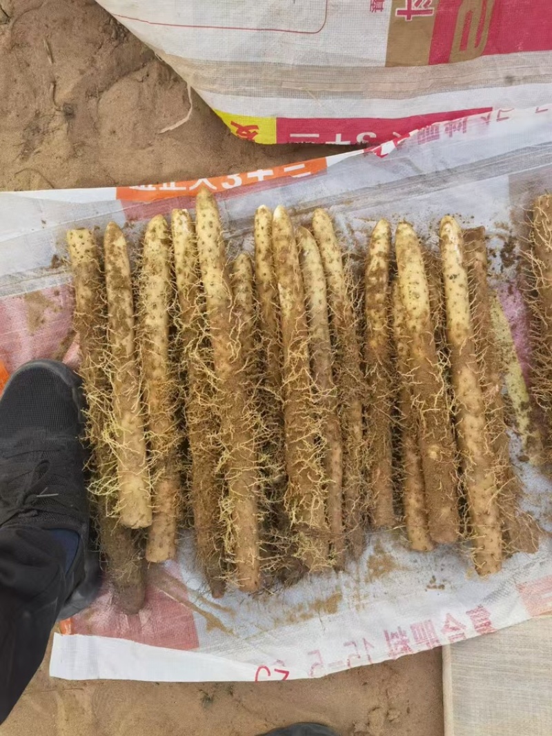 河南安阳优质麻山药产地直发品质保证欢迎选购
