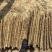 河南安阳优质麻山药产地直发品质保证欢迎选购