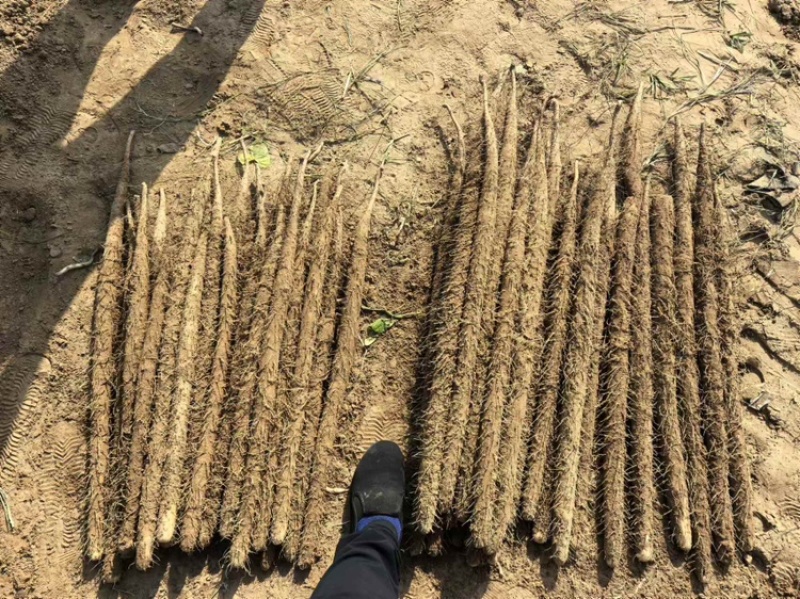 河南安阳优质麻山药产地直发品质保证欢迎选购