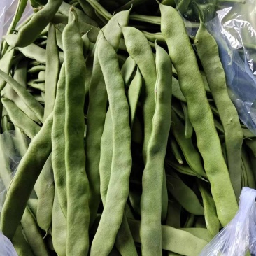 山东芸豆/新品上市/对接商超批发市场/欢迎咨询