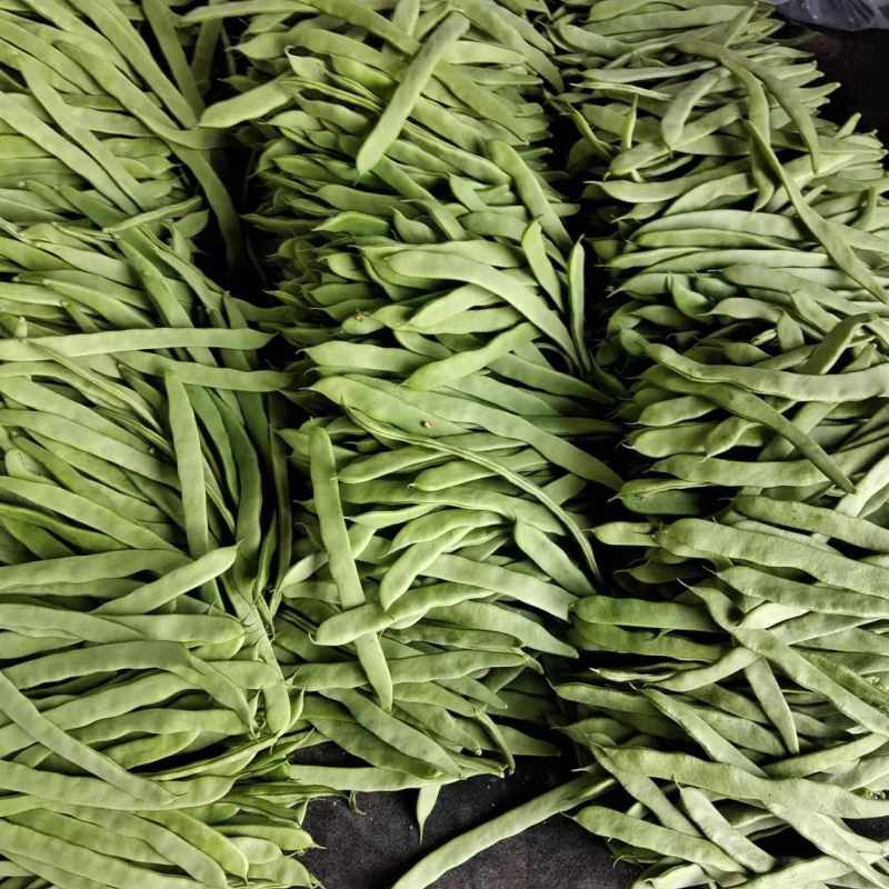 山东芸豆/新品上市/对接商超批发市场/欢迎咨询