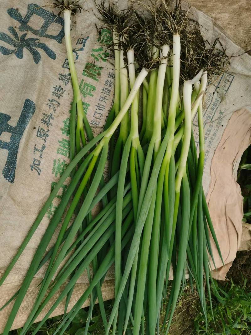 小葱当天加工产地直发