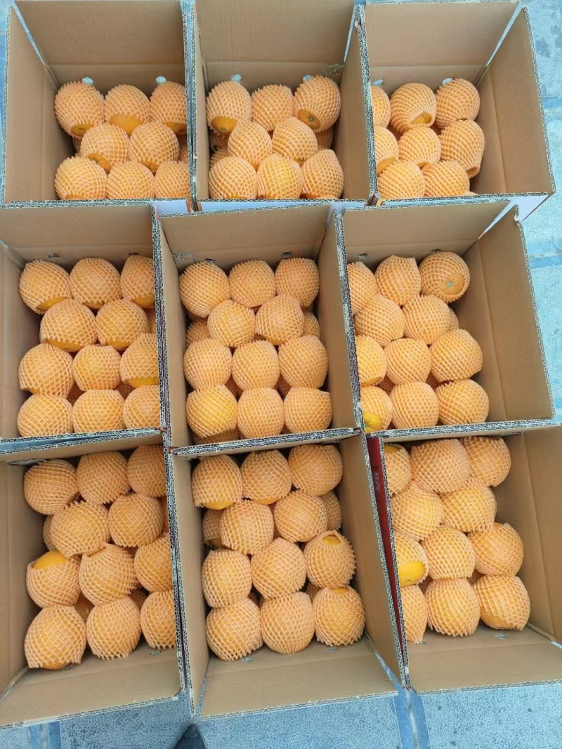 【实力】脐橙纽荷尔脐橙产区直发保质保量供货发货全国