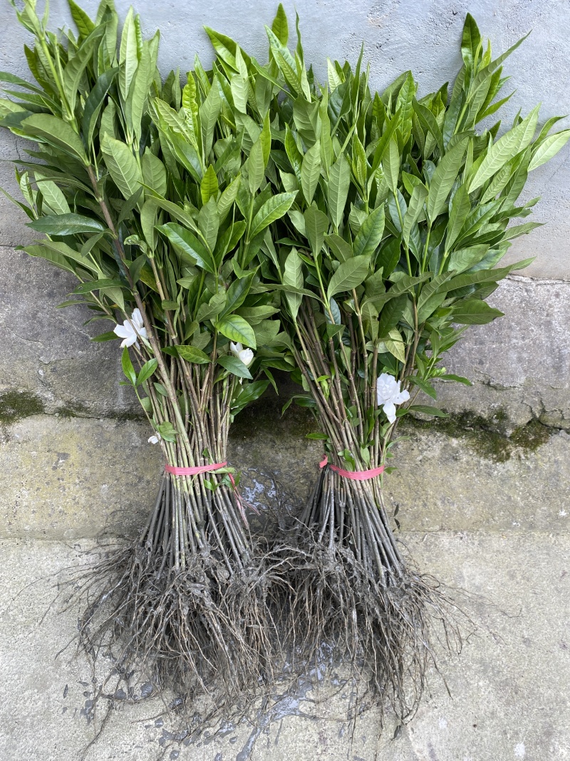 栀子花树苗浓香型盆栽花卉芳香耐热多年生地栽大叶栀子花小苗