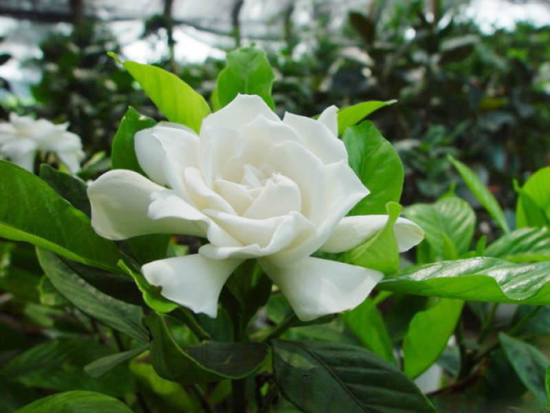 栀子花树苗浓香型盆栽花卉芳香耐热多年生地栽大叶栀子花小苗
