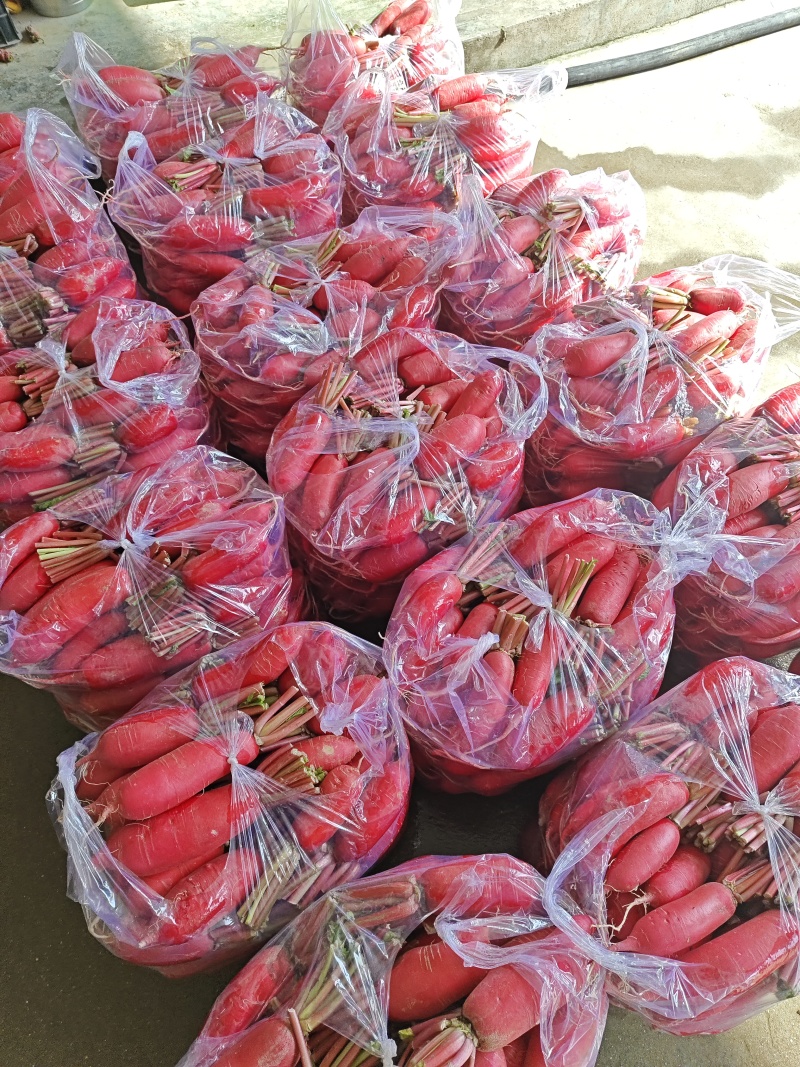 陕西汉中红皮萝卜，质量好，一手货源，一条龙服务